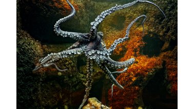 Ein Oktopus in einem Aquarium