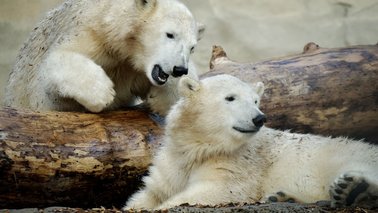 Zwei kleine Eisbären spielen miteinander | © Bernd Ohlthaver