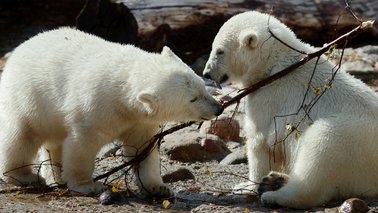 Zwei kleine Eisbären spielen miteinander | © Bernd Ohlthaver