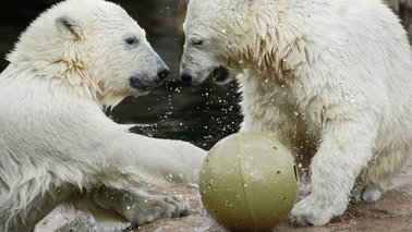 Zwei kleine Eisbären spielen miteinander | © Bernd Ohlthaver