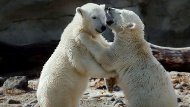 Zwei kleine Eisbären spielen miteinander | © Bernd Ohlthaver