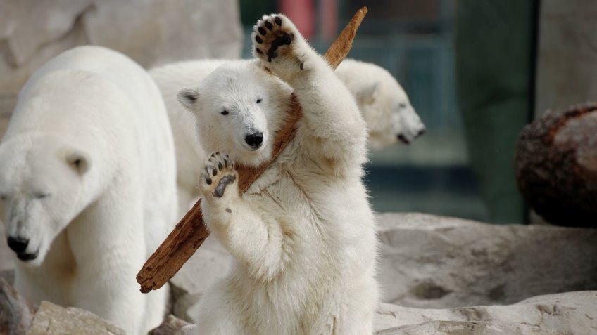 Zwei kleine Eisbären spielen miteinander | © Bernd Ohlthaver