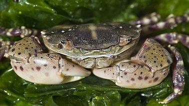 Nahaufnahme einer Strandkrabbe | © Uwe Nettelmann