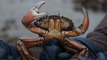 Eine Strandkrabbe wird von einem Mann hochgehalten | © Tina Wagner