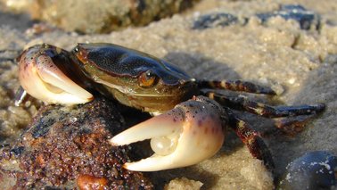 Nahaufnahme einer kleinen Krabbe | © Karsten Reise