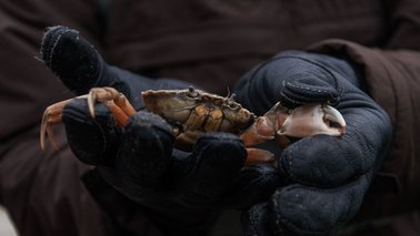 Nahaufnahme einer Strandkrabbe | © Tina Wagner