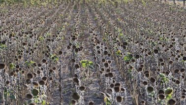Ein vertrocknetes Sonnenblumenfeld. | © André Künzelmann (UFZ)