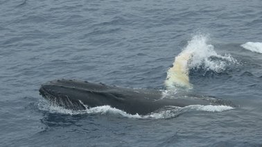 Ein Buckelwal im Meer | ©  OZA/Alfred-Wegener-Institut