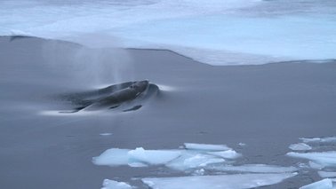 Ein antarktischer Zwergwal im Meer | © OZA/Alfred-Wegener-Institut