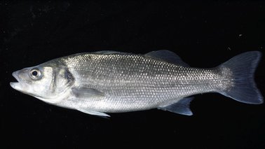 Nahaufnahme eines Fisches | © Alfred-Wegener-Institut, Mirko Boegner