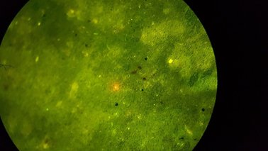 Mikroskopische Aufnahme von Mikroplastikpartikeln | © Alfred-Wegener-Institut, Sinem Zeytin