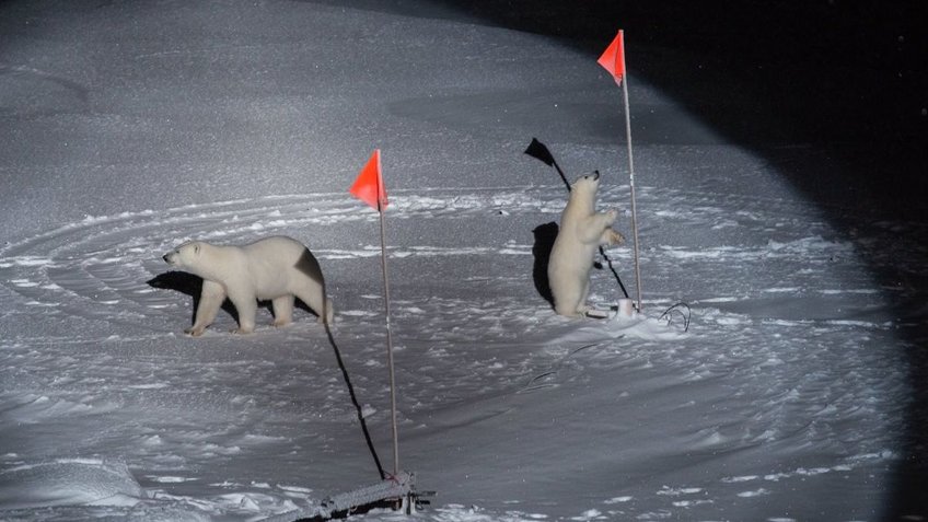 Zwei Eisbären spielen im Eis mit Fahnen  | © Esther Horvath