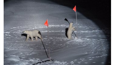 Zwei Eisbären spielen im Eis mit Fahnen  | © Esther Horvath