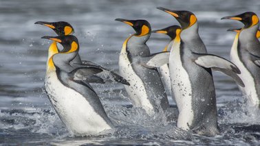 Eine Gruppe Königspinguine stürmt ins Wasser | © Ryan Reisinger