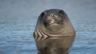 Ein Seeelefant in antarktischen Gewässern | © Ryan Reisinnger