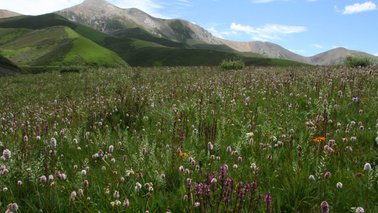 Bild einer Blumenwiese | © Field Museum / Richard H. Ree