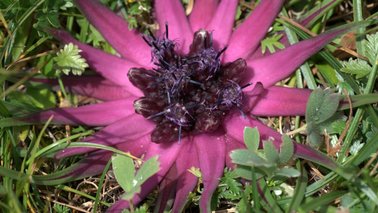 Nahaufnahme einer pinken sternförmigen Blüte | © Field Museum / Richard H. Ree