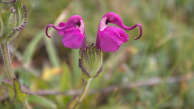 Nahaufnahme einer pinken Blume | © Field Museum / Richard H. Ree