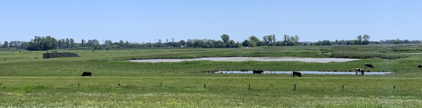 Büffel auf einer Wiese.