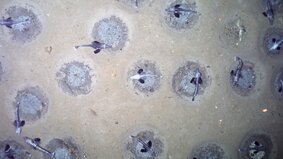 Schwimmende Fische im Wasser | © Alfred Wegener Institut (AWI)