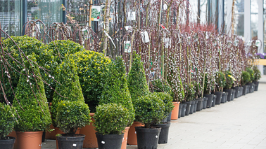 Verschiedene Gartenpflanzen