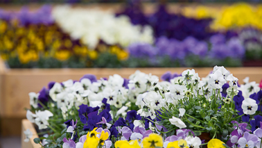 Verschiedenfarbige Blumen