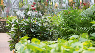 Verschiedene Garten-, Balkon- und Zimmerpflanzen