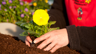 Eine Person pflanzt eine Blume 