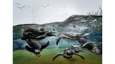 Tauchende Humboldtpinguine