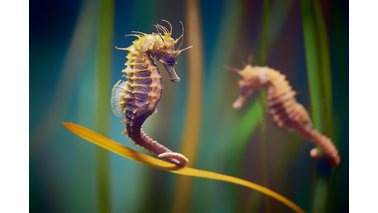 Zwei schwimmende Seepferdchen 