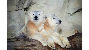 Zwei Eisbären-Zwillinge.