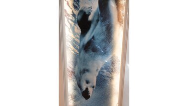 Bild eines tauchenden Eisbären auf Glas.